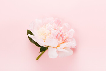 Fototapeta na wymiar Romantic peony on a pink pastel background