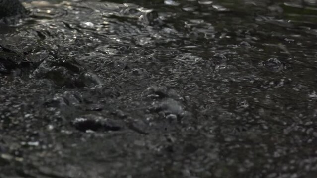 Gas bubbling up of a pond. Slow motion