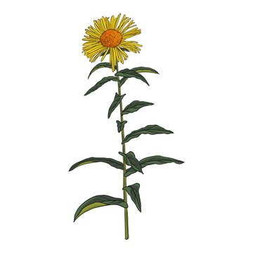 meadow fleabane flower, British yellowhead, Inula britannica, vector drawing wild plant isolated at white background , hand drawn botanical illustration