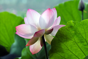 Blossoming lotus flowers