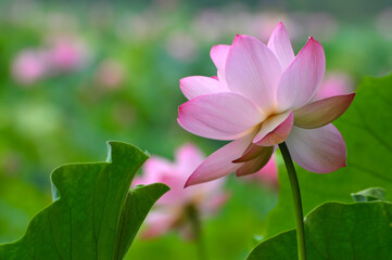 Fototapeta premium Blossoming lotus flowers
