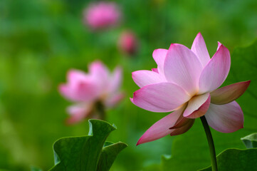 Blossoming lotus flowers