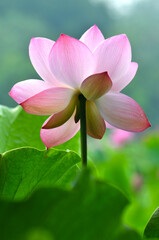 Blossoming lotus flowers