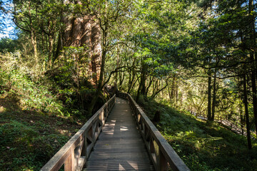 Fototapeta premium Alishan National Scenic Area in Chiayi City, Taiwan. It's 415 squre km in area. It includes mountain wilderness, four villages, waterfalls, high altitude tea plantations
