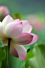 Blossoming lotus flowers