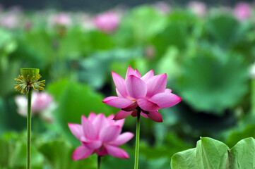 Blossoming lotus flowers