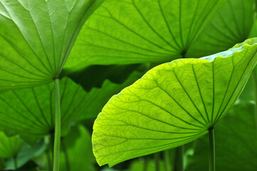 close up of lotus leaf in pond