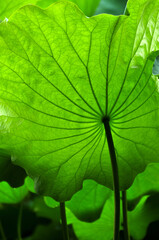 close up of lotus leaf in pond