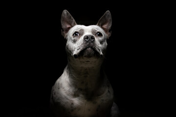 Retrato de perro potencialmente peligroso y de tamaño pequeño, en un fondo oscuro/negro