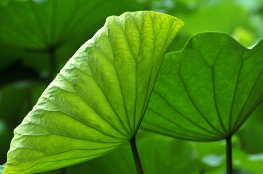 close up of lotus leaf in pond