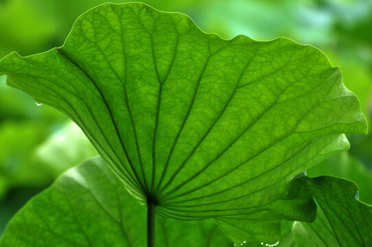 close up of lotus leaf in pond