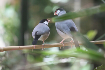 A pair of endangered Padda oryzivora Java Sparrows pause for a moment in between calling a rapid chip and snacking on grains