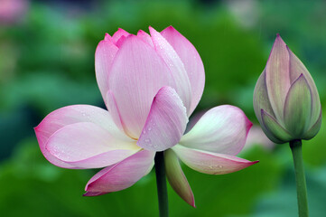 Blossoming lotus flower