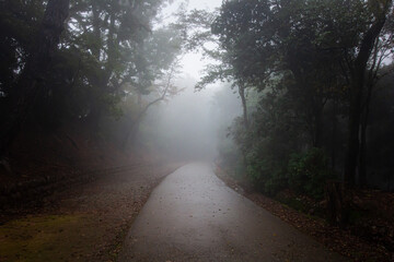 霧に包まれた道路 / Roads shrouded in fog