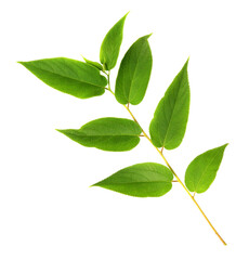 green leaf isolated on white background