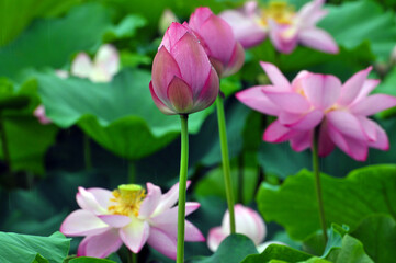 Blossoming lotus flower