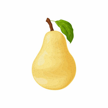 Pear. The image of a pear is yellow. Ripe sweet pear. Fresh garden fruit. Vitamin vegetarian product. Vector illustration isolated on a white background