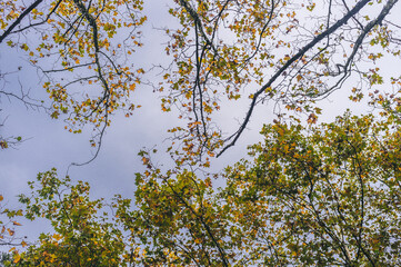 autumn leaves against blue sky