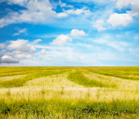 beautiful summer fields