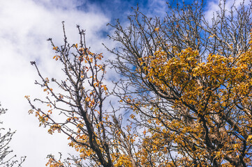 autumn leaves against blue sky