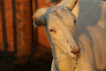 Saanen goat, used for milk production, on a remote farm near Brandvlei, Bushmanland, South Africa