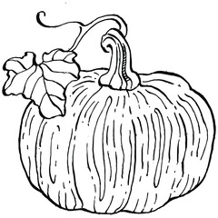 Pumpkin vector sketch hand drawn. Isolated object with engraved style illustration. Detailed vegetarian food. Farm market product. The best for design logo, menu, label, icon, stamp.