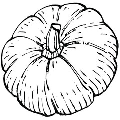 Obraz premium Pumpkin vector sketch hand drawn. Isolated object with engraved style illustration. Detailed vegetarian food. Farm market product. The best for design logo, menu, label, icon, stamp.
