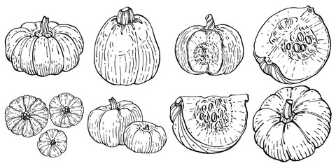 Pumpkin vector sketch hand drawn. Isolated object with engraved style illustration. Detailed vegetarian food. Farm market product. The best for design logo, menu, label, icon, stamp.