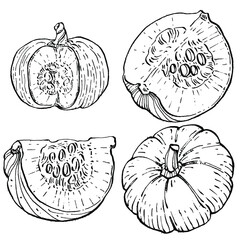 Pumpkin vector sketch hand drawn. Isolated object with engraved style illustration. Detailed vegetarian food. Farm market product. The best for design logo, menu, label, icon, stamp.