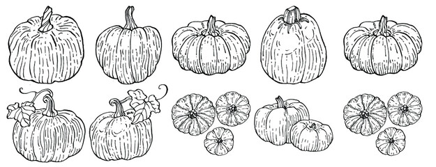 Pumpkin vector sketch hand drawn. Isolated object with engraved style illustration. Detailed vegetarian food. Farm market product. The best for design logo, menu, label, icon, stamp.
