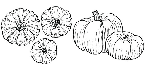 Pumpkin vector sketch hand drawn. Isolated object with engraved style illustration. Detailed vegetarian food. Farm market product. The best for design logo, menu, label, icon, stamp.