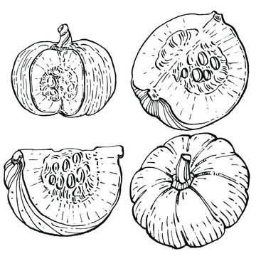 Pumpkin vector sketch hand drawn. Isolated object with engraved style illustration. Detailed vegetarian food. Farm market product. The best for design logo, menu, label, icon, stamp. © samiradragonfly