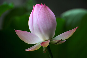 Blossoming lotus flowers
