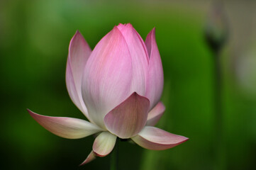 Blossoming lotus flowers