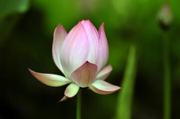 Blossoming lotus flowers