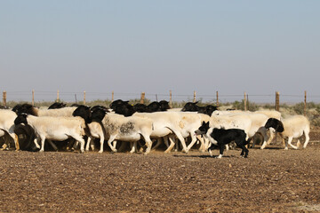 Border collie herding Boesmanlander sheep on a farm near Brandvlei