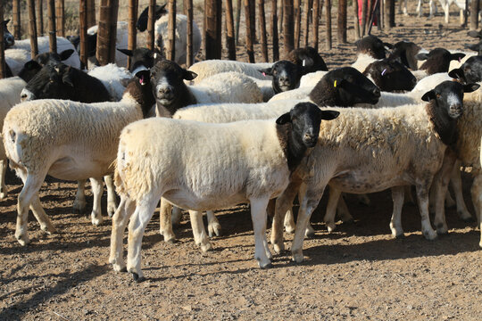 Individuals and herd of Boesmanlander breed sheep in the arid Northern Cape. These hardy sheep are especially bred for this area and can thrive in very harsh condidtions