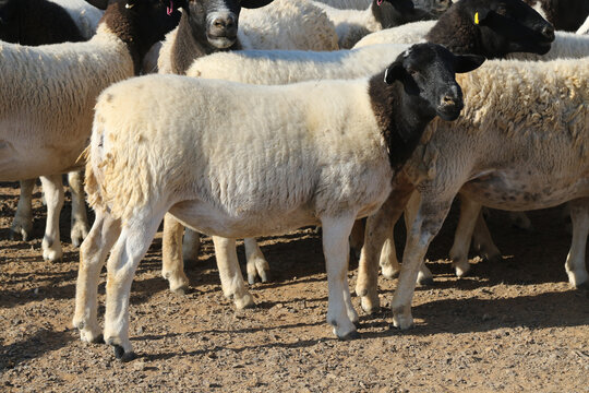 Individuals and herd of Boesmanlander breed sheep in the arid Northern Cape. These hardy sheep are especially bred for this area and can thrive in very harsh condidtions