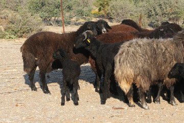 Fototapeta premium Karakul sheep on a farm near Brandvlei, South Africa