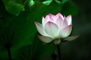 Obraz premium Blossoming lotus flowers