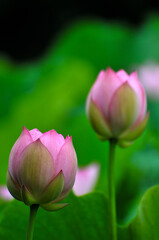 Obraz premium Blossoming lotus flowers