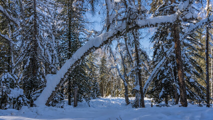 Winter forest. There are thick layers of snow on the branches and trunks of trees. Snowdrifts on the ground. Clear blue sky. A sunny day. Altai