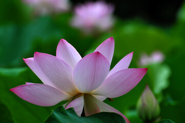 Blossoming lotus flowers