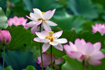 Blossoming lotus flowers