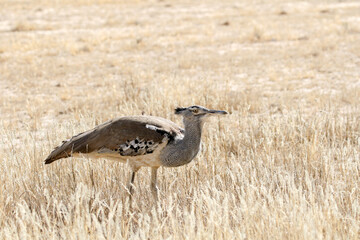 Kori bustard in the Kgalagadi Transfrontier National Park