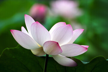 Blossoming lotus flowers