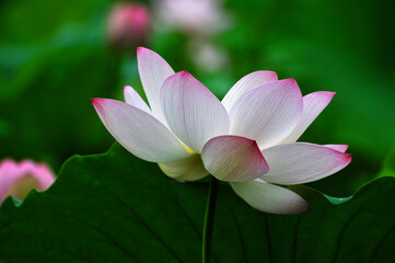 Blossoming lotus flowers