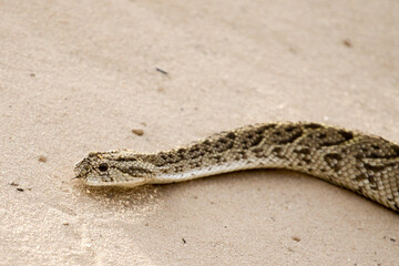Kgalagadi Transfrontier National Park, South Africa: The puffadder Bitis arietans