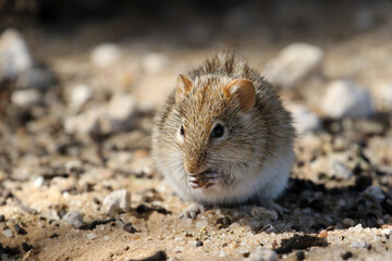 Kgalagadi Transfrontier National Park, South Africa: Rhabdomys pumilio, the four-striped mouse