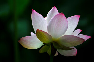 Blossoming lotus flowers